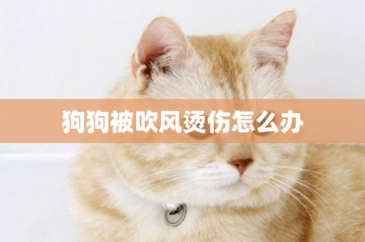 狗狗被吹風燙傷怎么辦
