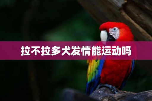 拉不拉多犬發情能運動嗎