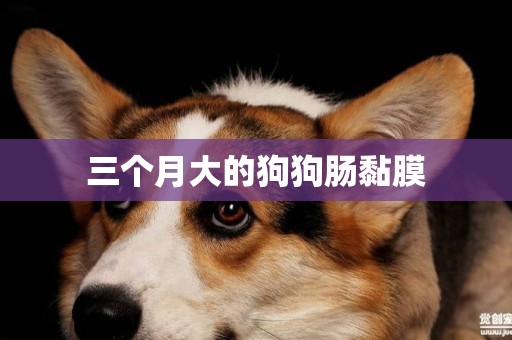 三個月大的狗狗腸黏膜