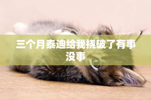 三個月泰迪給我撓破了有事沒事
