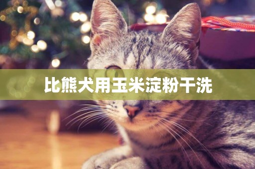 比熊犬用玉米淀粉干洗