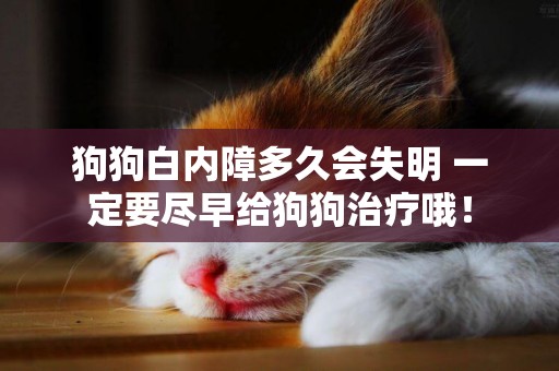 狗狗白內障多久會失明 一定要盡早給狗狗治療哦！