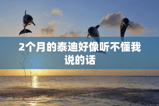 2個月的泰迪好像聽不懂我說的話