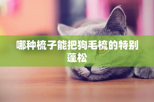 哪種梳子能把狗毛梳的特別蓬松