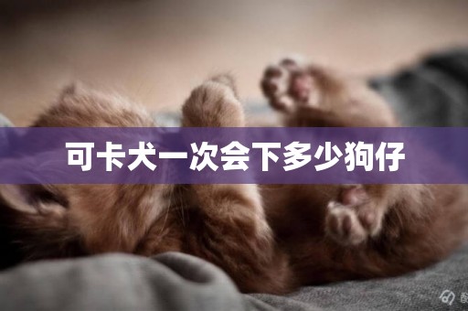 可卡犬一次會下多少狗仔