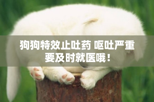 狗狗特效止吐藥 嘔吐嚴重要及時就醫哦！