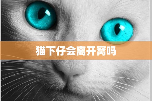 貓下仔會離開窩嗎