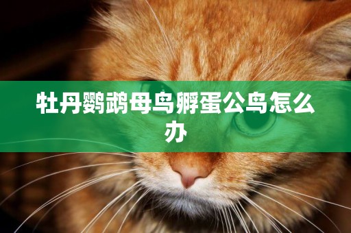 牡丹鸚鵡母鳥孵蛋公鳥怎么辦