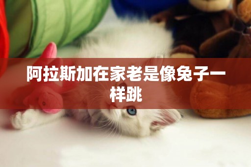 阿拉斯加在家老是像兔子一樣跳