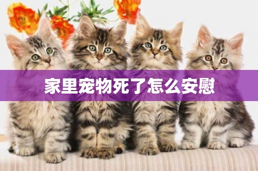 家里寵物死了怎么安慰