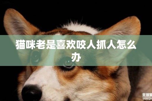 貓咪老是喜歡咬人抓人怎么辦