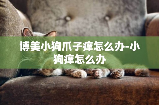 博美小狗爪子癢怎么辦-小狗癢怎么辦
