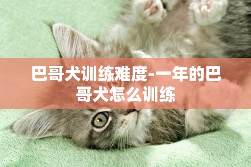 巴哥犬訓練難度-一年的巴哥犬怎么訓練