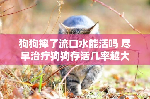 狗狗摔了流口水能活嗎 盡早治療狗狗存活幾率越大