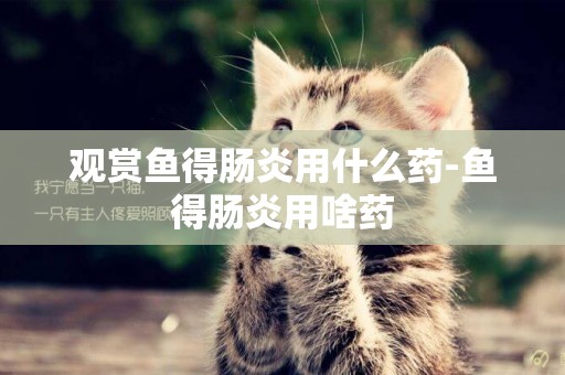 觀賞魚得腸炎用什么藥-魚得腸炎用啥藥