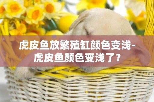 虎皮魚放繁殖缸顏色變淺-虎皮魚顏色變淺了？