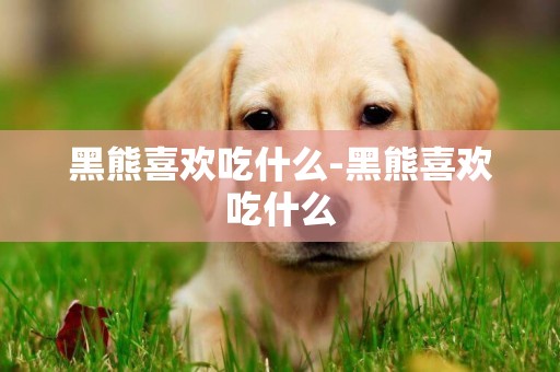 黑熊喜歡吃什么-黑熊喜歡吃什么