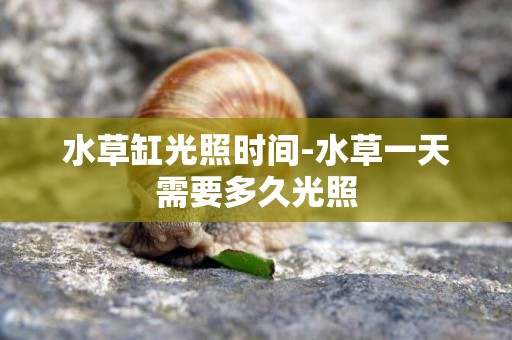 水草缸光照時間-水草一天需要多久光照
