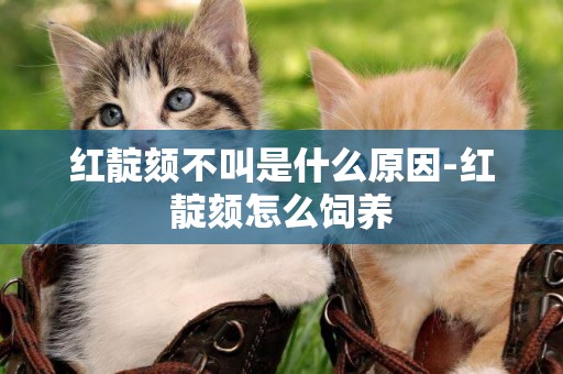 紅靛頦不叫是什么原因-紅靛頦怎么飼養