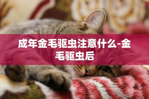 成年金毛驅蟲注意什么-金毛驅蟲后