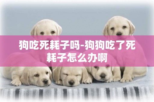 狗吃死耗子嗎-狗狗吃了死耗子怎么辦啊