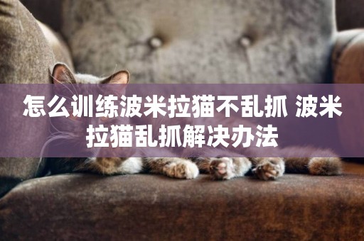 怎么訓練波米拉貓不亂抓 波米拉貓亂抓解決辦法