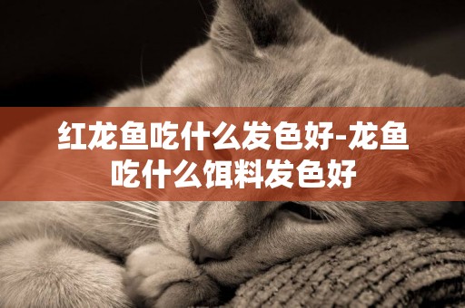 紅龍魚吃什么發色好-龍魚吃什么餌料發色好