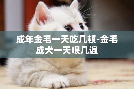 成年金毛一天吃幾頓-金毛成犬一天喂幾遍
