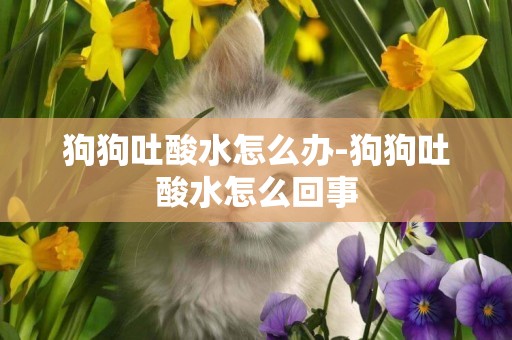 狗狗吐酸水怎么辦-狗狗吐酸水怎么回事