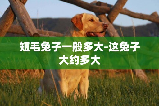 短毛兔子一般多大-這兔子大約多大