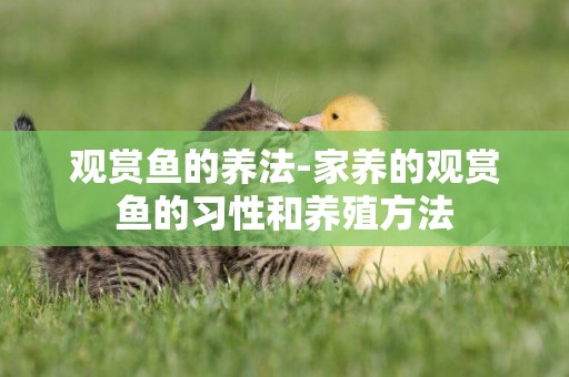 觀賞魚的養法-家養的觀賞魚的習性和養殖方法