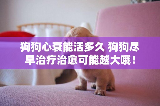 狗狗心衰能活多久 狗狗盡早治療治愈可能越大哦！