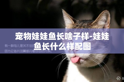 寵物娃娃魚長啥子樣-娃娃魚長什么樣配圖