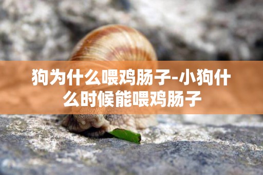 狗為什么喂雞腸子-小狗什么時候能喂雞腸子
