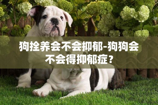 狗拴養會不會抑郁-狗狗會不會得抑郁癥？