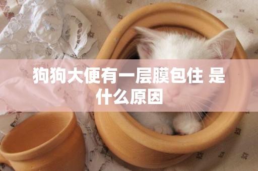 狗狗大便有一層膜包住 是什么原因