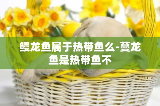 鰻龍魚屬于熱帶魚么-蔓龍魚是熱帶魚不