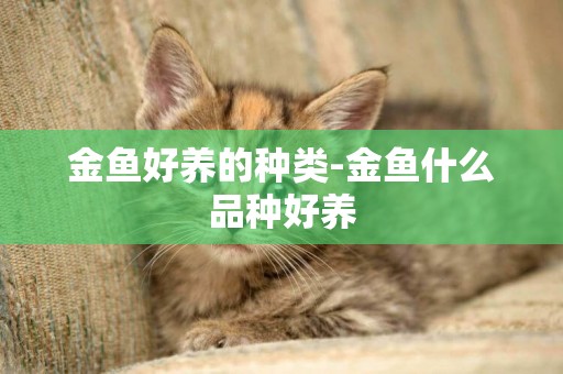 金魚好養的種類-金魚什么品種好養