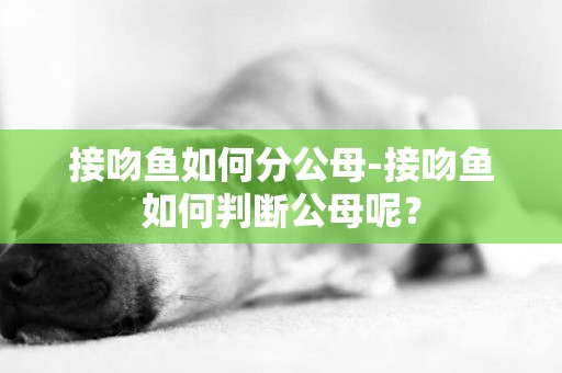 接吻魚如何分公母-接吻魚如何判斷公母呢？