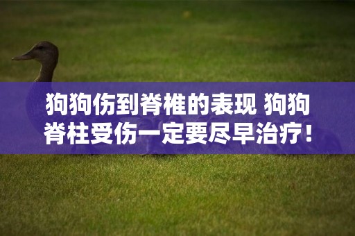 狗狗傷到脊椎的表現 狗狗脊柱受傷一定要盡早治療！