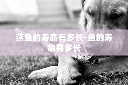 燕魚的壽命有多長-魚的壽命有多長
