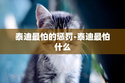 泰迪最怕的懲罰-泰迪最怕什么