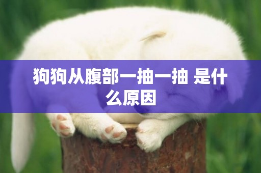 狗狗從腹部一抽一抽 是什么原因