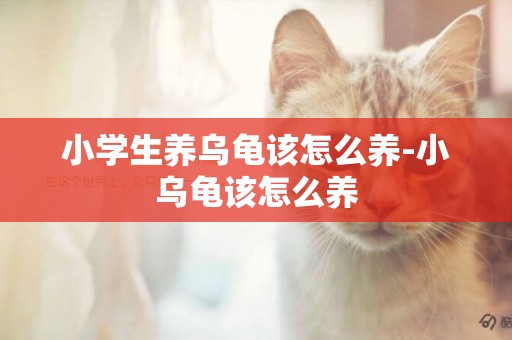 小學生養烏龜該怎么養-小烏龜該怎么養
