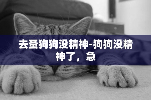 去蚤狗狗沒精神-狗狗沒精神了，急