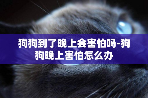 狗狗到了晚上會害怕嗎-狗狗晚上害怕怎么辦