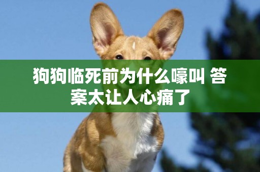 狗狗臨死前為什么嚎叫 答案太讓人心痛了