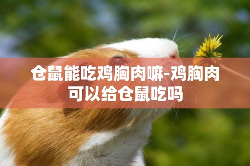 倉鼠能吃雞胸肉嘛-雞胸肉可以給倉鼠吃嗎