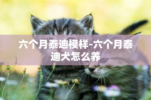 六個月泰迪模樣-六個月泰迪犬怎么養