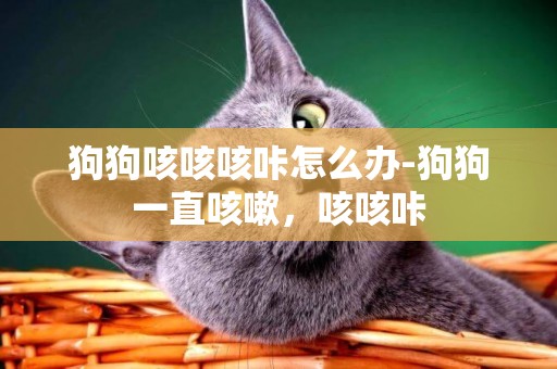 狗狗咳咳咳咔怎么辦-狗狗一直咳嗽，咳咳咔